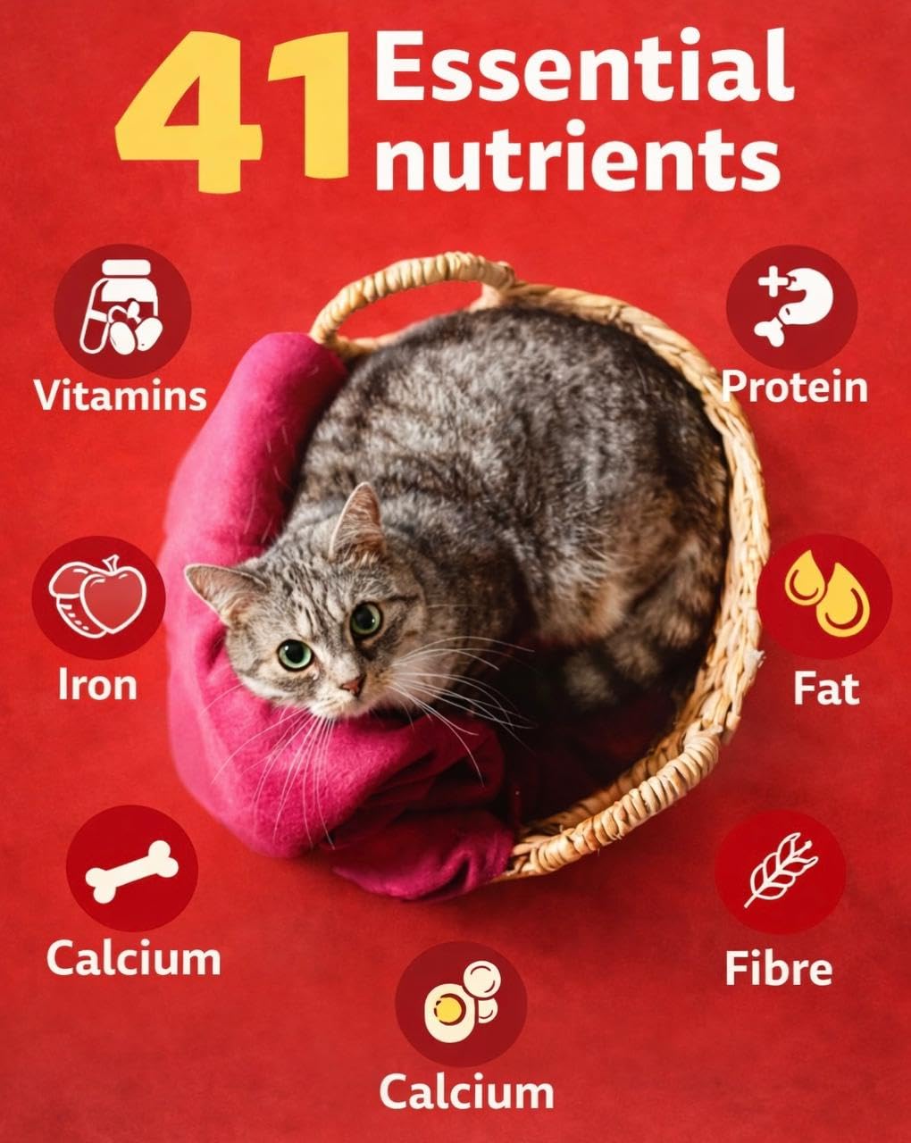 Breedo Breedo Ocean Fish Flavour Kitten Cat Food-400gm | Contains 41 Essential Nutrients | Complete & Balanced Nutrition for Kitten Cats. 1