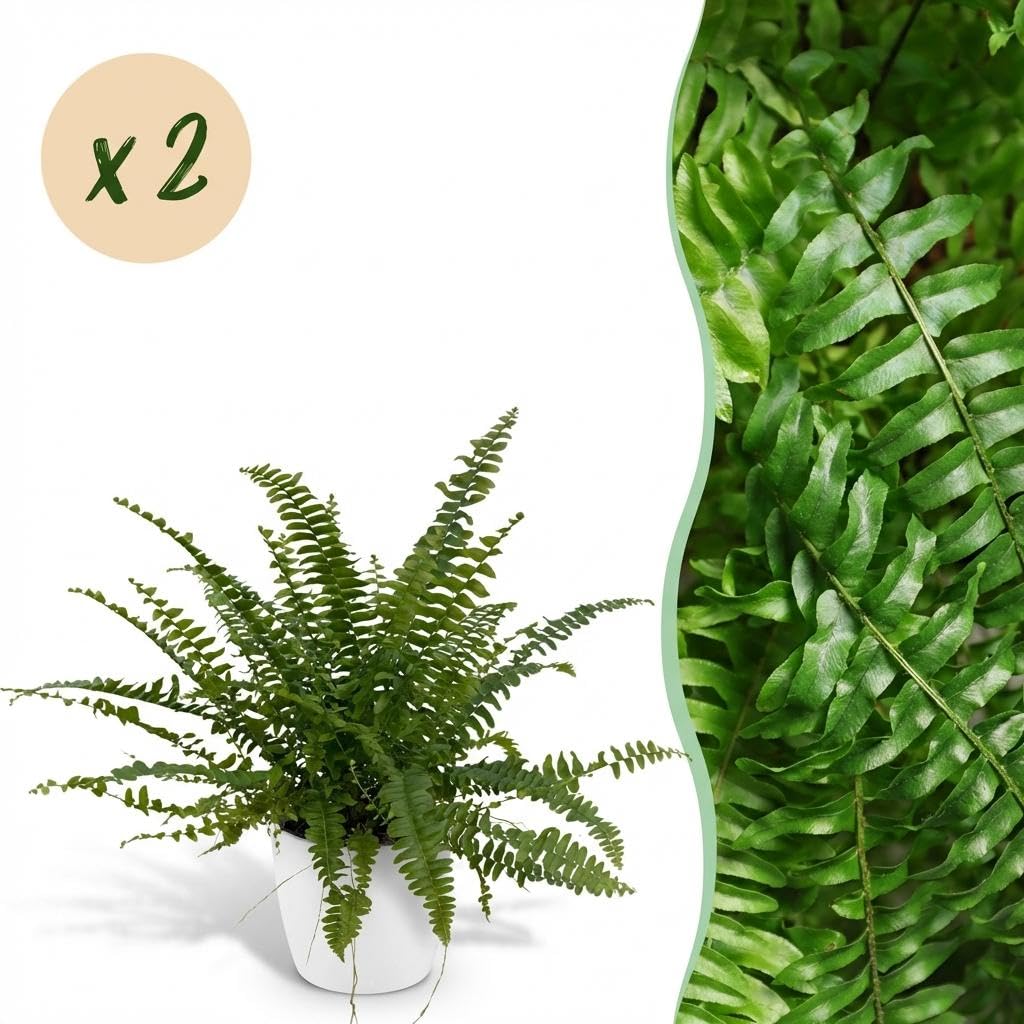 Nephrolepsis Exaltata Green Lady Farn, 2er Set, weißer Topf Ø12cm