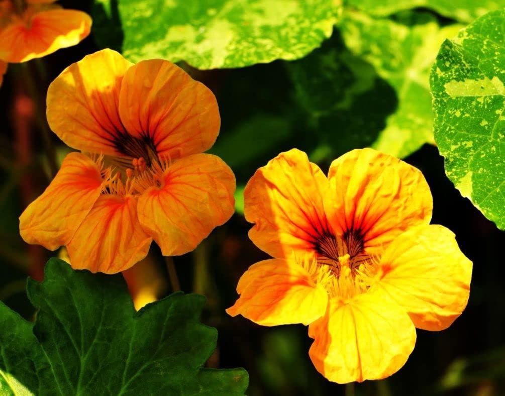 Photo 1 of Hair and Accessories Bundle