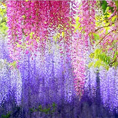 Rare Varieties Mixed Color Wisteria Tree Seeds 10Pcs
