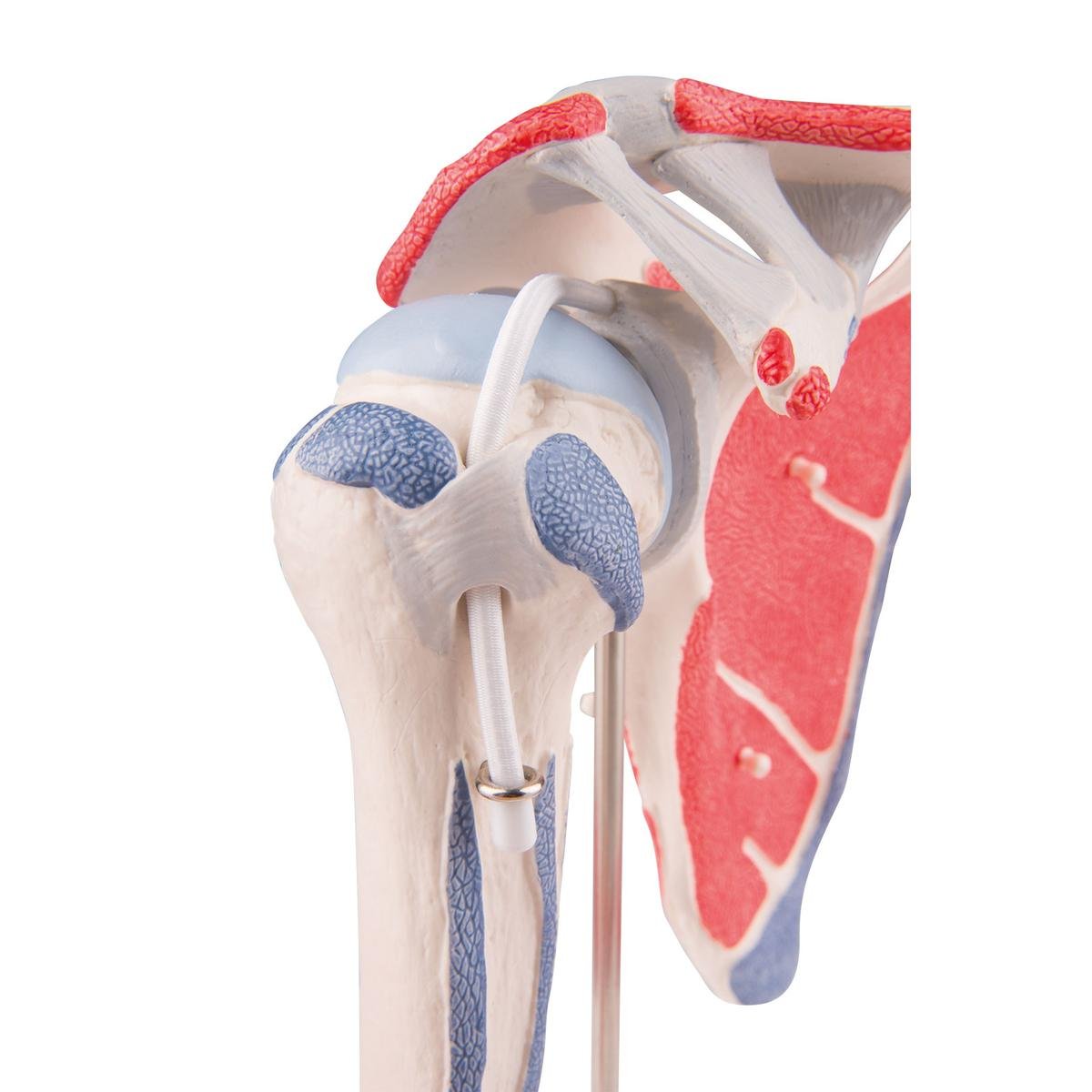 3B Scientific A880 Articolazione Scapolomerale con Cuffia dei Rotatori, 5 Pezzi + software gratuito di anatomia - 3B Smart Anatomy