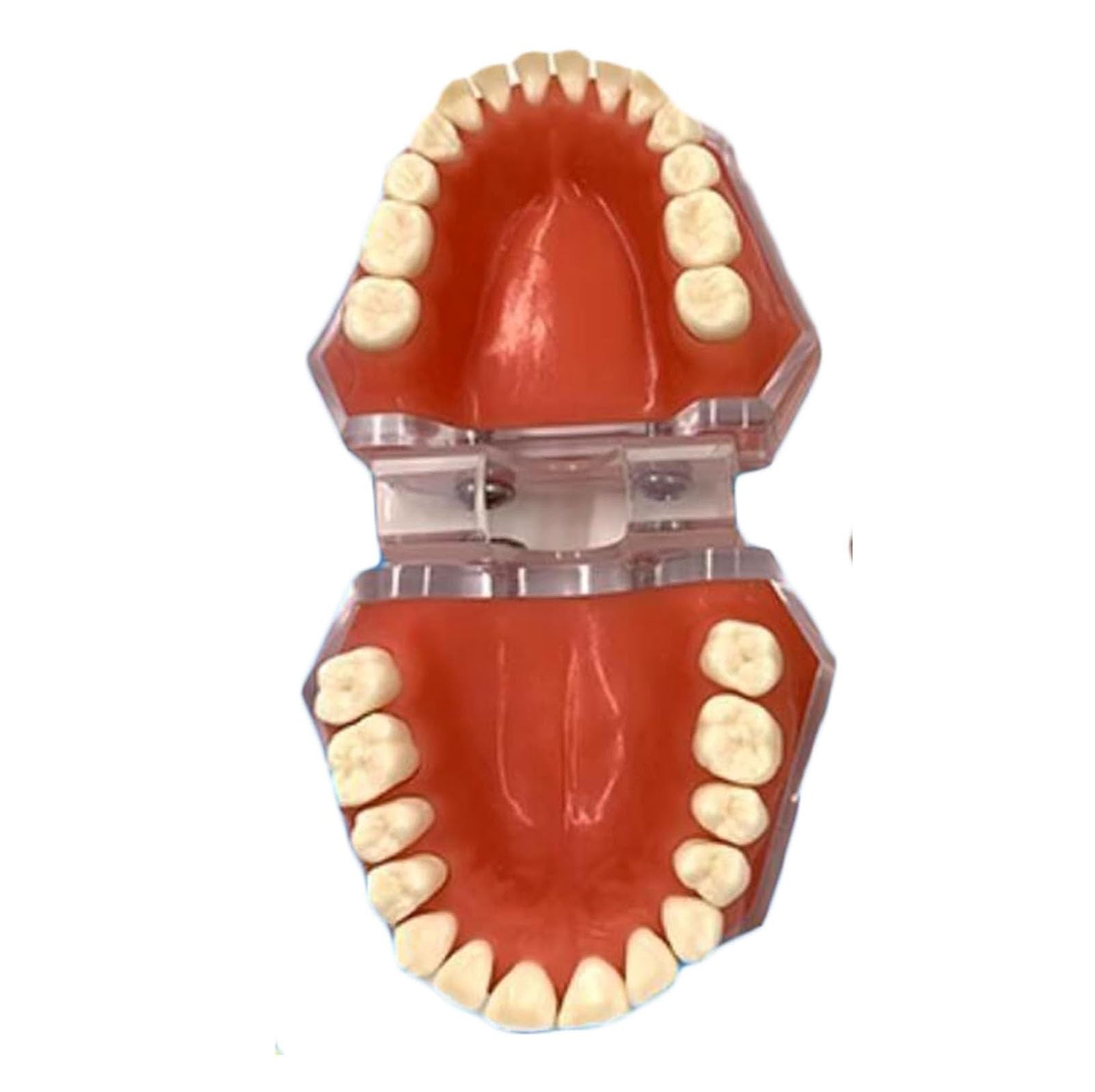 Dentystyczny model demonstracyjny zębów dla dorosłych, standardowy model jamy ustnej dla dorosłych z 28 wyjmowanymi zębami, narzędzie do nauki higieny jamy ustnej