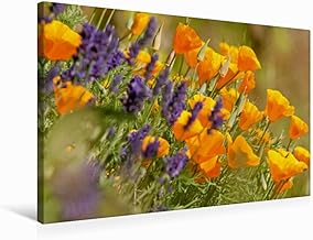 CALVENDO Lavanda y Amapola Dorada