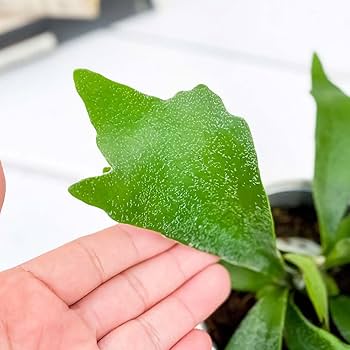 Amazon.co.jp: PLANCHU 観葉植物 ビカクシダ アルキコルネ 3.5号