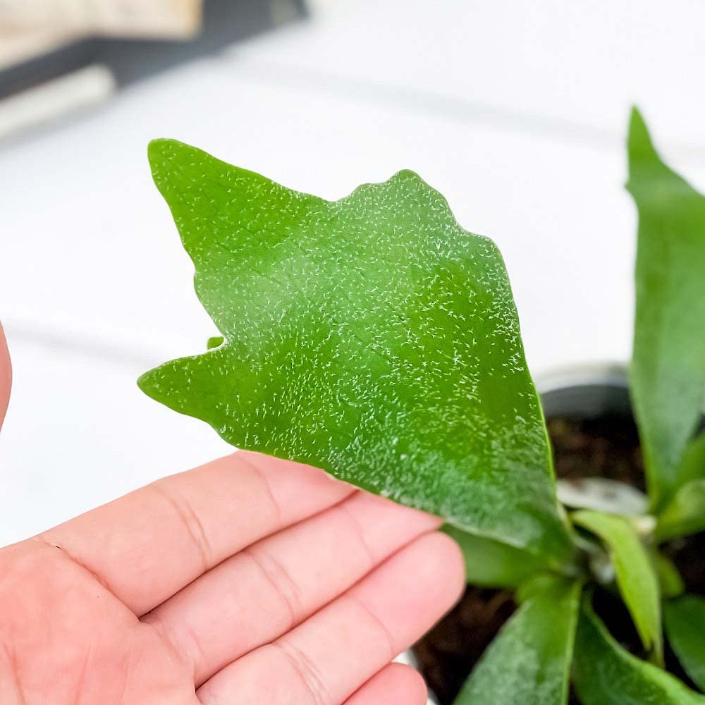 ハナ様ご依頼分プラティケリウム アルシコルネ＋チャイナビーン＋