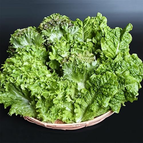 野菜ソムリエ中嶌さんのレタスセット