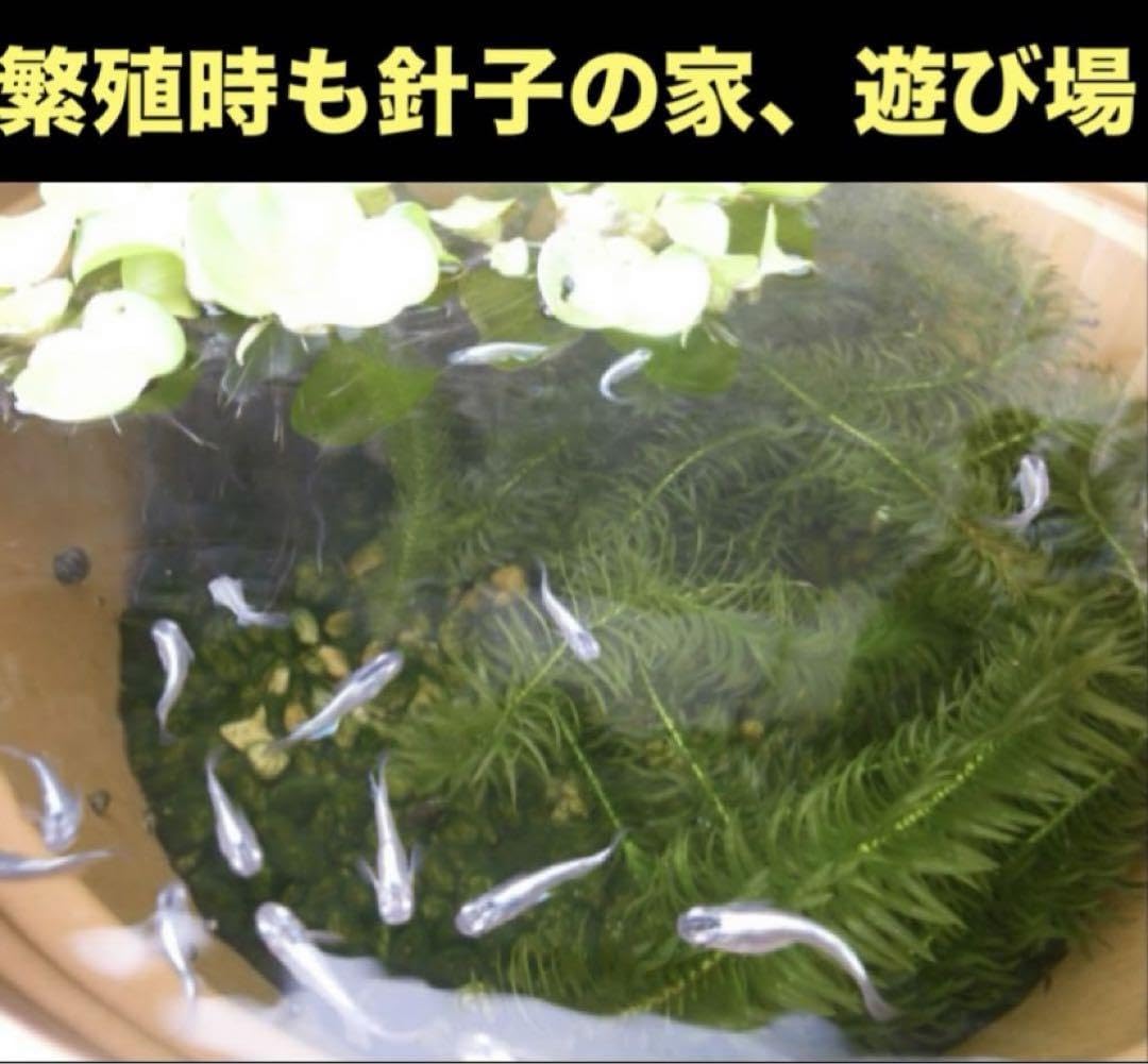アナカリス(psb 光合成細菌 ホテイアオイ ホテイ草 金魚藻 モス アナカリス(psb 光合成細菌 ホテイアオイ ホテイ草 金魚藻 モス