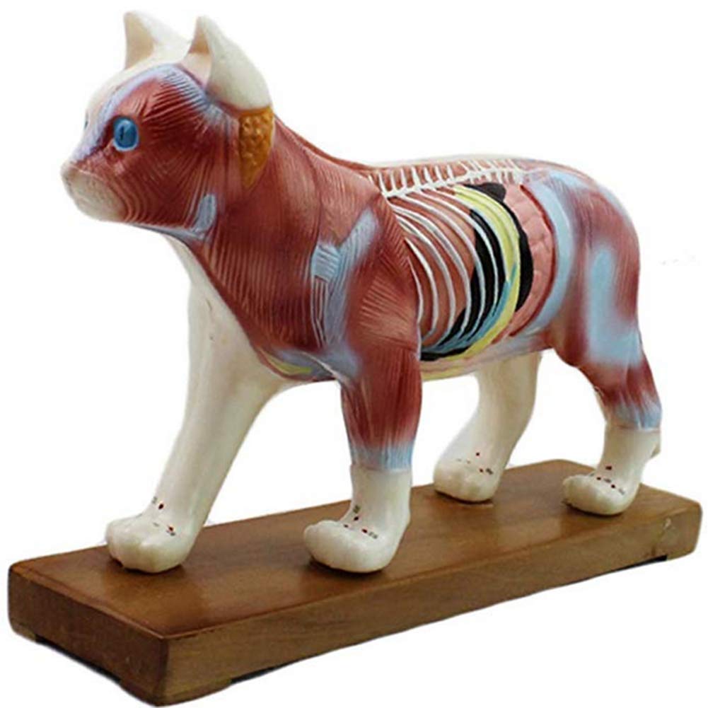 Buy ZQDL Cat Anatomical Model Muscle and Acupuncture Acupoints in