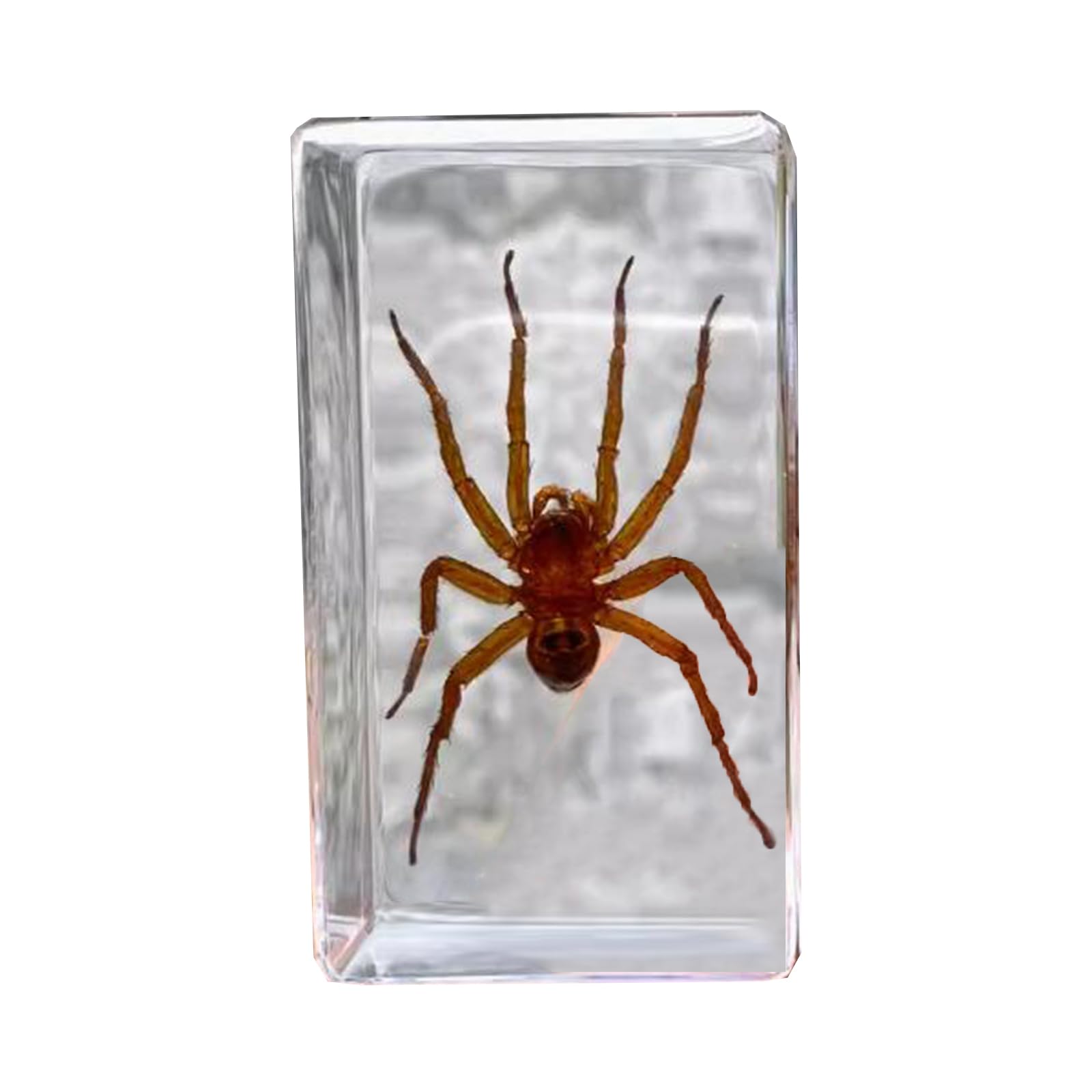LKYLVEE Spider Insect Specimens, Resin Insect Spider Preservation, Resin Amber for Children's Science Education, Collection,A,3inch
