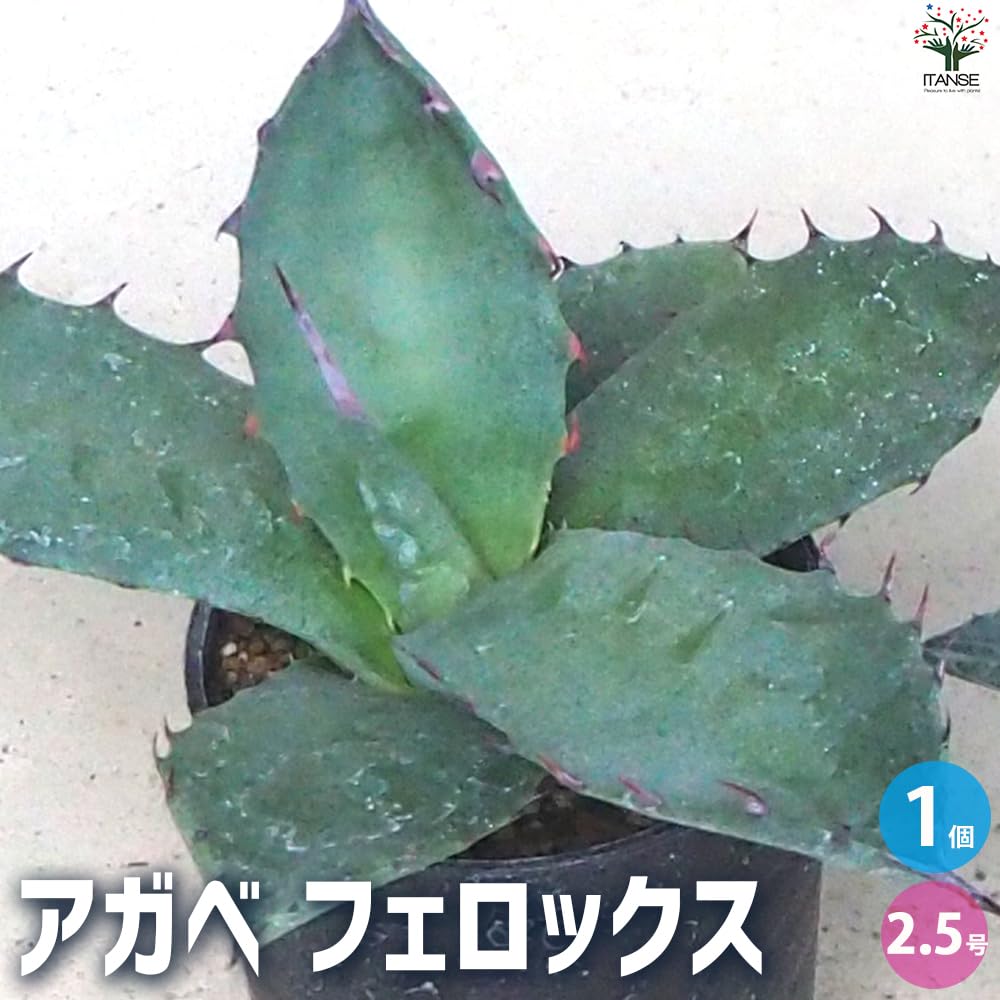 Amazon.co.jp: ITANSE アガベ・サルミアナ フェロックス
