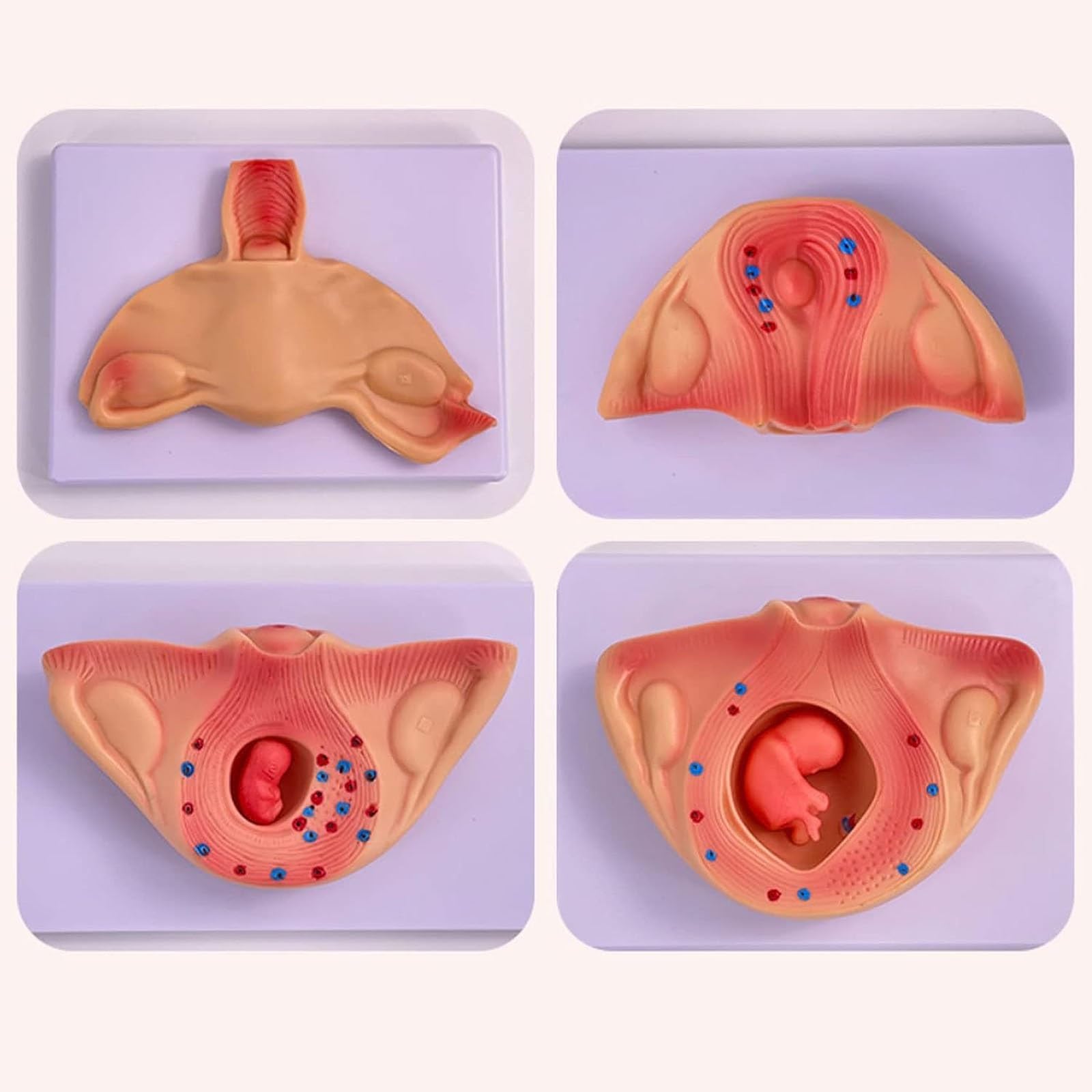10 Pezzi Modello di processo di Sviluppo fetale di 9 Mesi, Modello di Sviluppo dell'embrione in Gravidanza Anatomica Medica, per Studio di Istruzione Medica