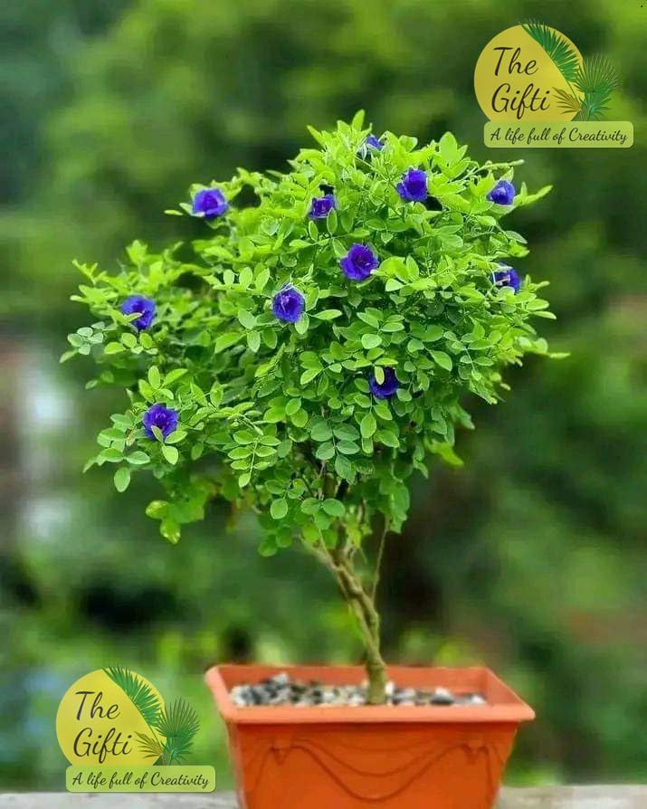 The Gifti ® Blue Double Petals Butterfly Pea/Aprajita Flower Live Plant Hybride Medicinal Plant For Home Gardening (Blue) (B0CQH65FCR) Amazon Price History, Amazon Price Tracker