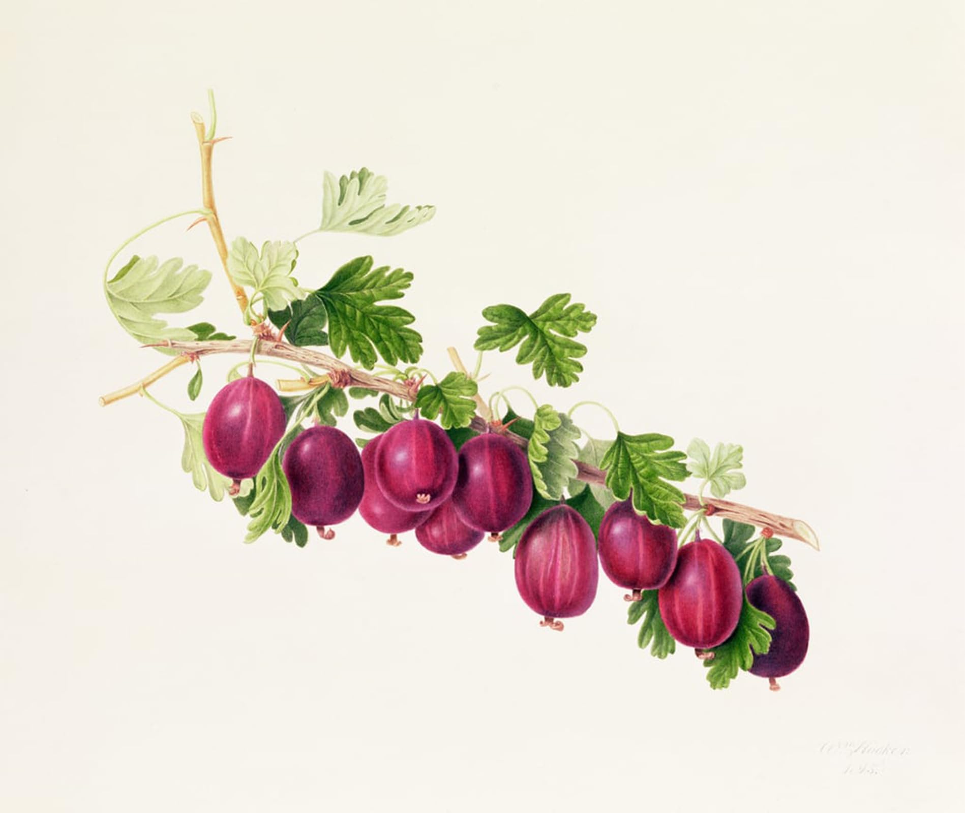 Cuadro en lienzo Uva spina viola para decorar salones elegantes 5