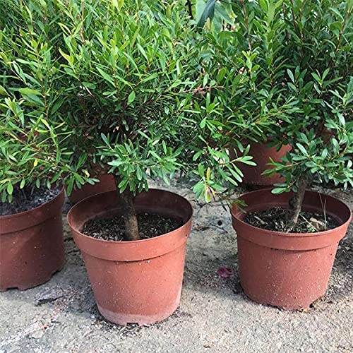 Mphmi Plants Buxus Bodinieri Plant Bodiniers Boxwood - Plant Garden Live Plant Nursery Indoor Outdoor Living Plants? (B092T8QN19) Amazon Price History, Amazon Price Tracker