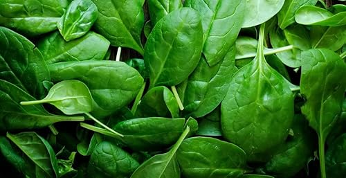 Miniatura 9 de Semillas de acedera de hoja ancha (Rumex acetosa) 40 días Herb Heirloom para plantar semillas sin OMG 2000