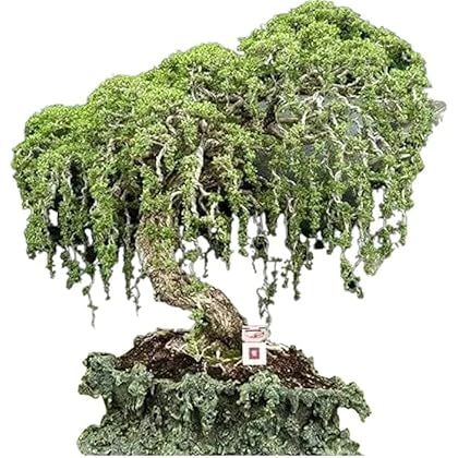 盆栽 brazil BRAZILIAN RAINTREE – Chloroleucon tortum – Nichibotsu Bonsai