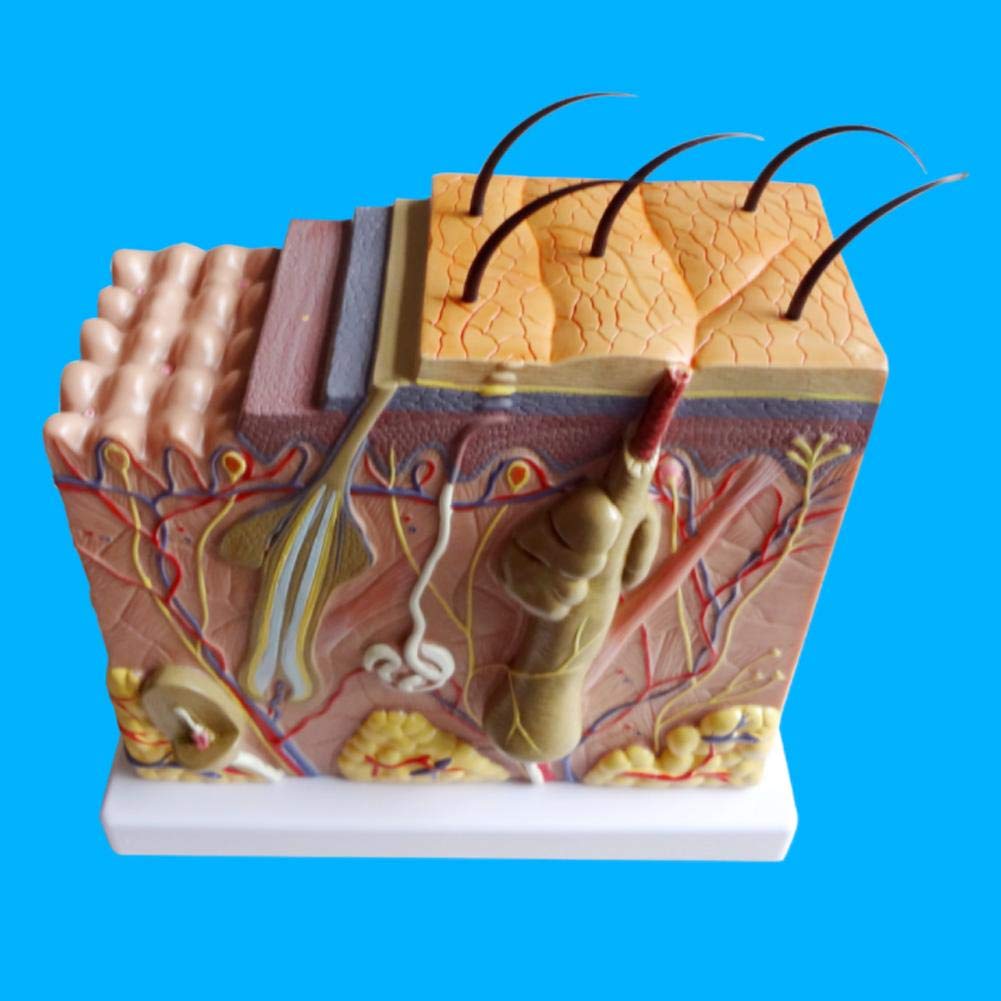 Modello allargato della pelle 50 volte ingrandito tridimensionale anatomico della pelle umana anatomia biologia strumenti didattici scienza forniture di laboratorio