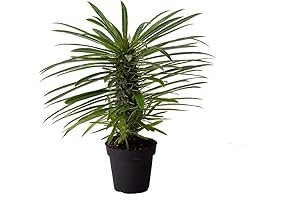 Enliven Your Living Space with an Exotic Madagascar Palm