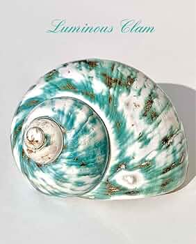 夜光貝　18cm 特大 610lozLRRhL._UF350,350_QL50_.jpg