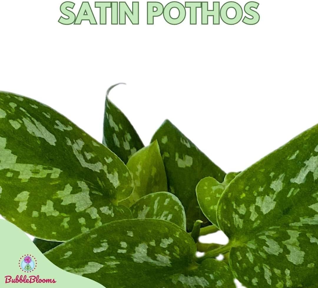BubbleBlooms Satin Pothos, Scindapsus Pictus, Silver Vine, Silver Cloud, Silk Pothos in 6 inch Pot