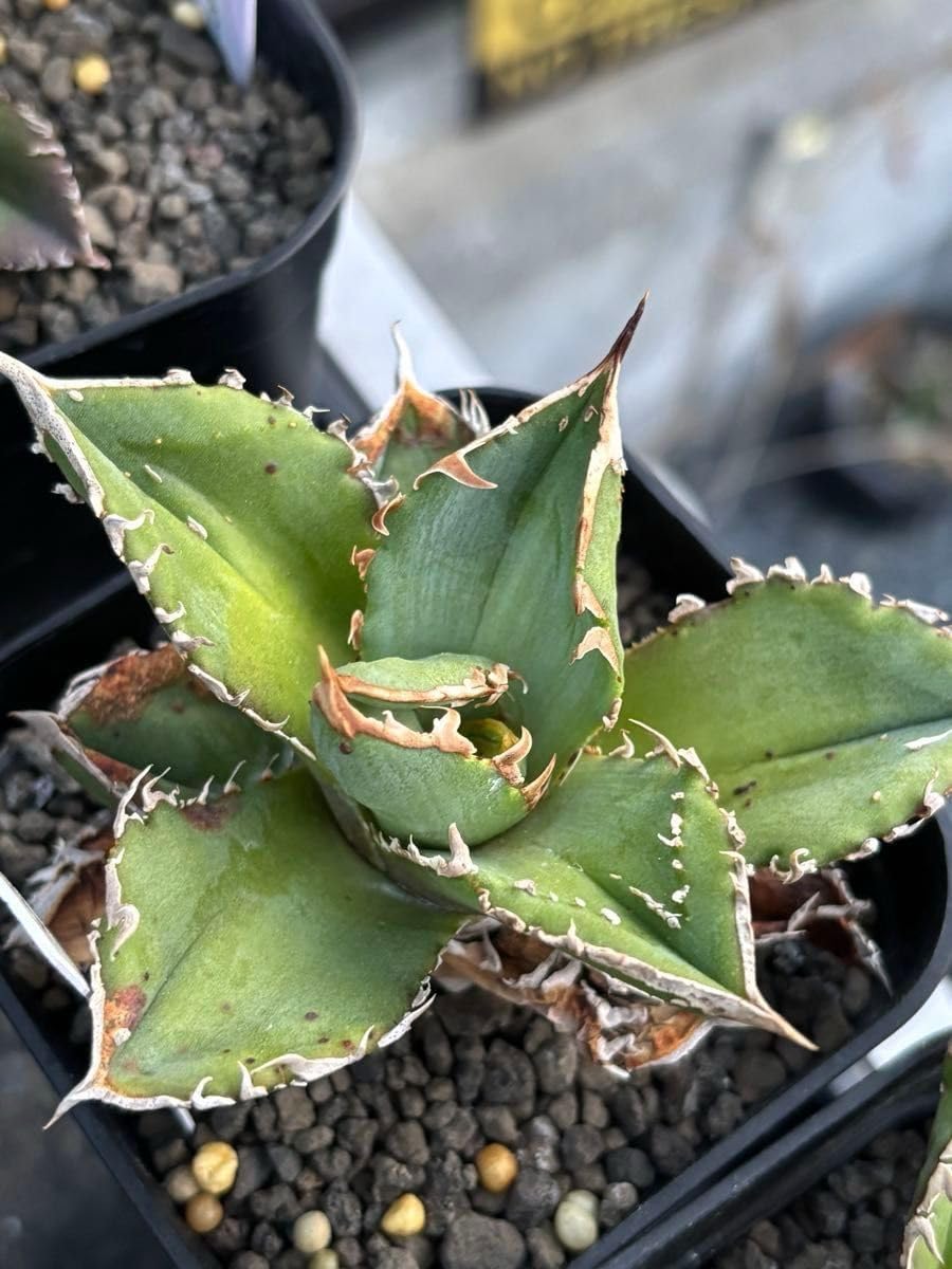 子株2個 アガベ チタノタ 鰐亀 ブツブツ 希少 上澳園芸】 アガベ agave