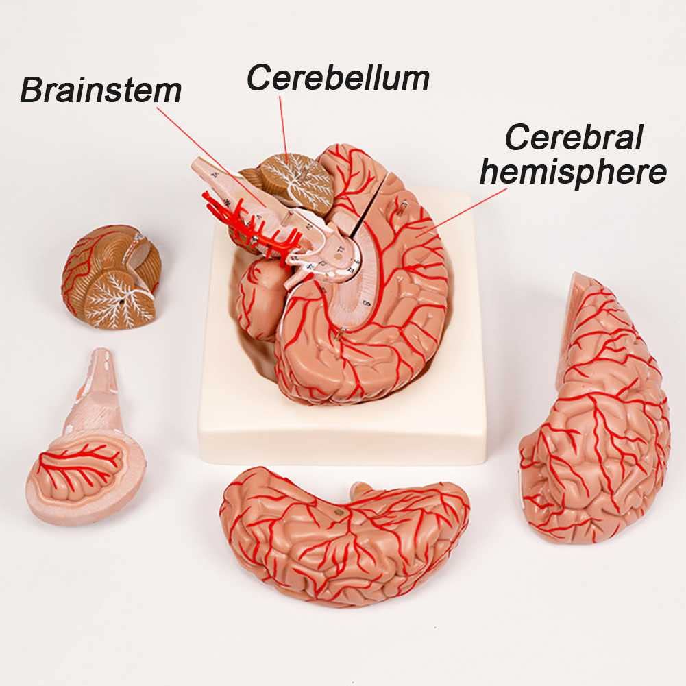 KCVC Maqueta del Cerebro 1:1 Modelo Anatomico Cerebro con 9 Piezas Desmontables y Base y 41 Identificación de Ubicación Maqueta de Anatomía Cerebro Humano