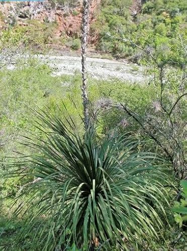 【種子】Dasylirion Serratifolium◆キジカクシ科ダシリリオン◎耐寒性強く比較的小型種のダシリリオン◆5粒 【種子】Dasylirion Serratifolium◆キジカクシ科ダシリリオン◎耐寒性強く比較的小型種のダシリリオン◆5粒