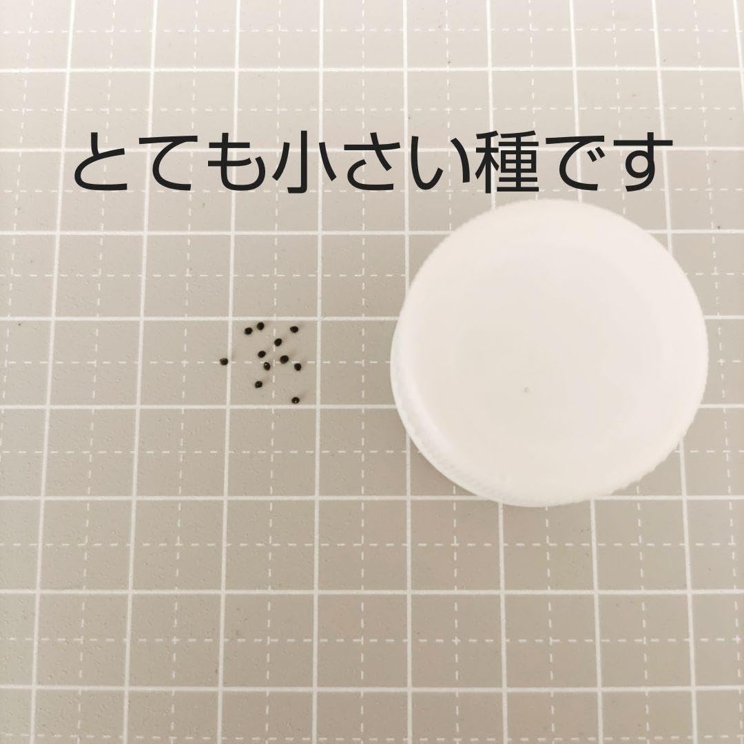 Amazon.co.jp: ks59 花の種 毎年咲く 宿根八重咲きかすみ草40粒 多年草