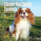 Cavalier King Charles Spaniels - 2017 Calendar 12 x 12in