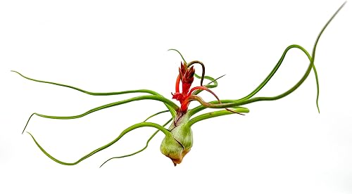 Miniatura 3 de ragnaroc Plantas de aire  Tillandsia Bulbosa floreciente grande 3-5 pulgadas  1 unidad  Llegada viva garantizada  Plantas de casa para decoración