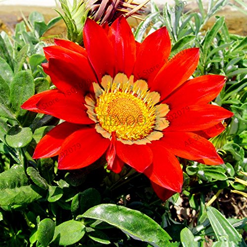 Graines de Gazania rigens de couleurs mélangées Graines de fleurs pour la maison et le jardin Plante bonsaï pour plantes d'intérieur et d'extérieur Paquet de 500 graines