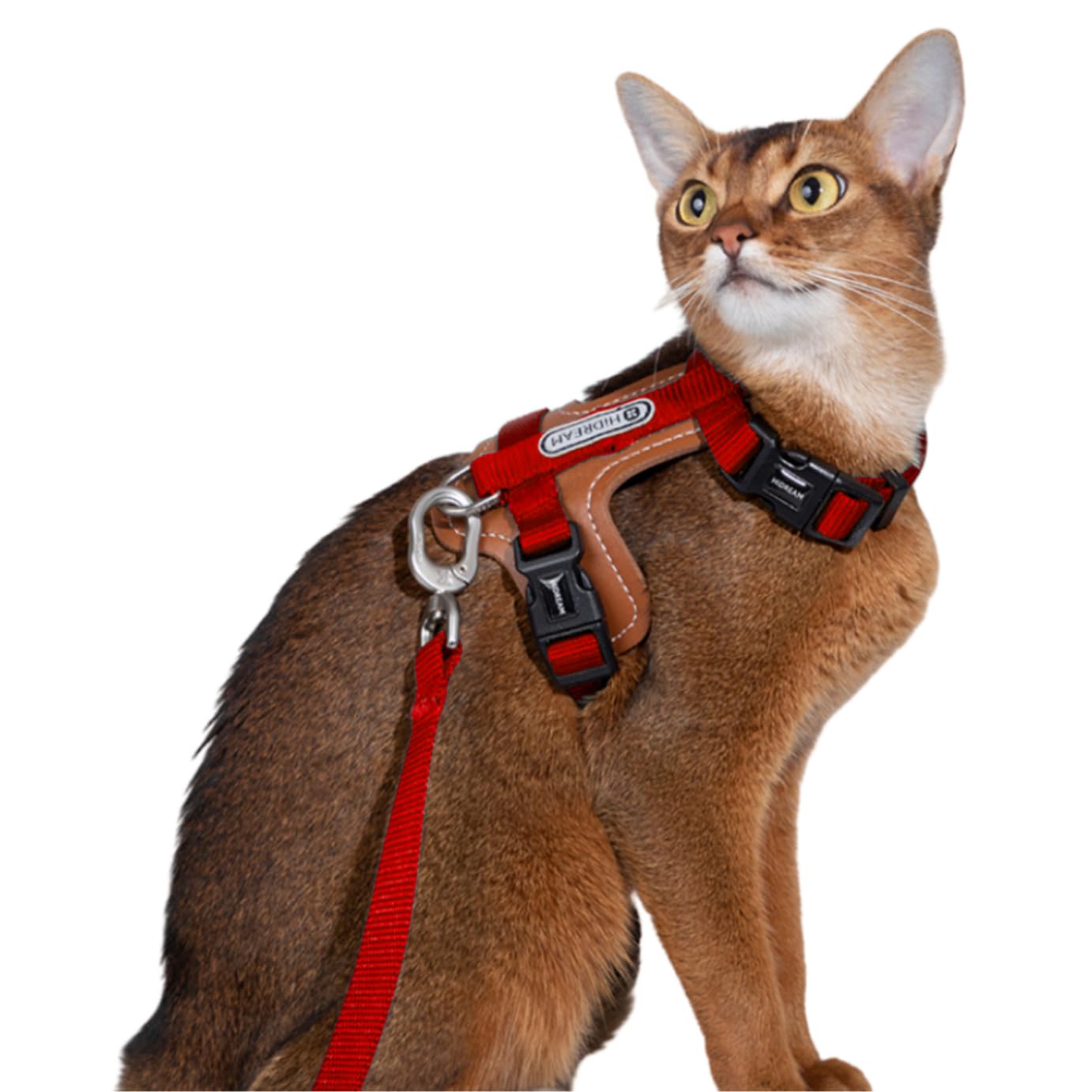 Amazon | Lucky Friends 抜けない 猫 ハーネス リード付き 散歩用