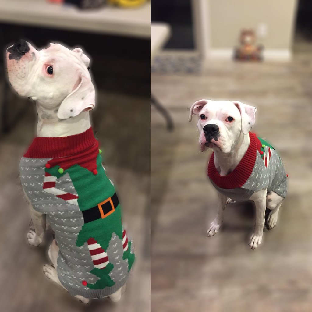 Pull pour Animaux de Compagnie Pulls de Noël laids Vêtements tricotés d'hiver Vêtements Chauds