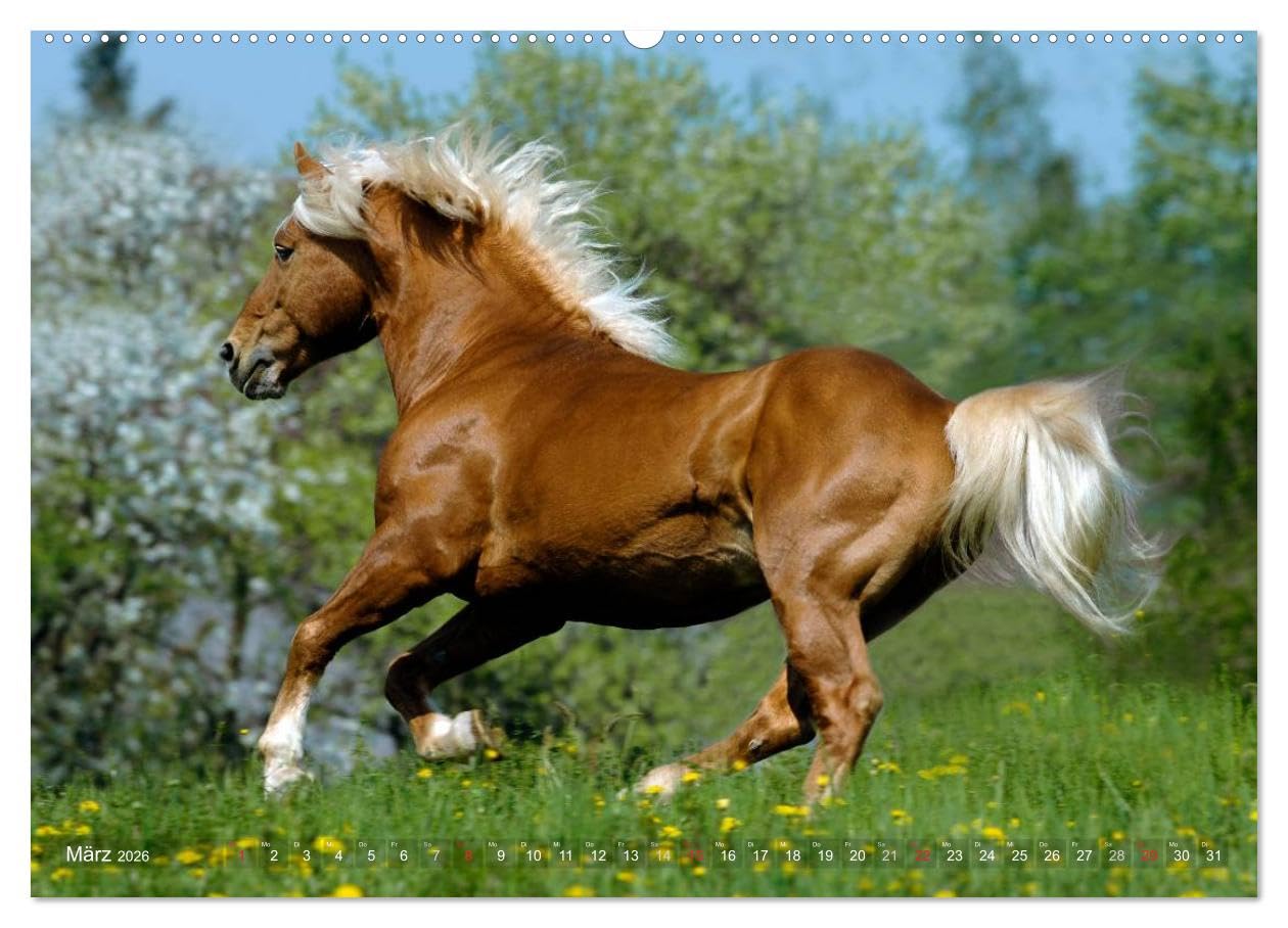 Haflinger Schönheiten (hochwertiger Premium Wandkalender 2026 DIN A2 quer), Kunstdruck in Hochglanz: Mit Haflinger-Pferden durchs Jahr (CALVENDO Tiere)