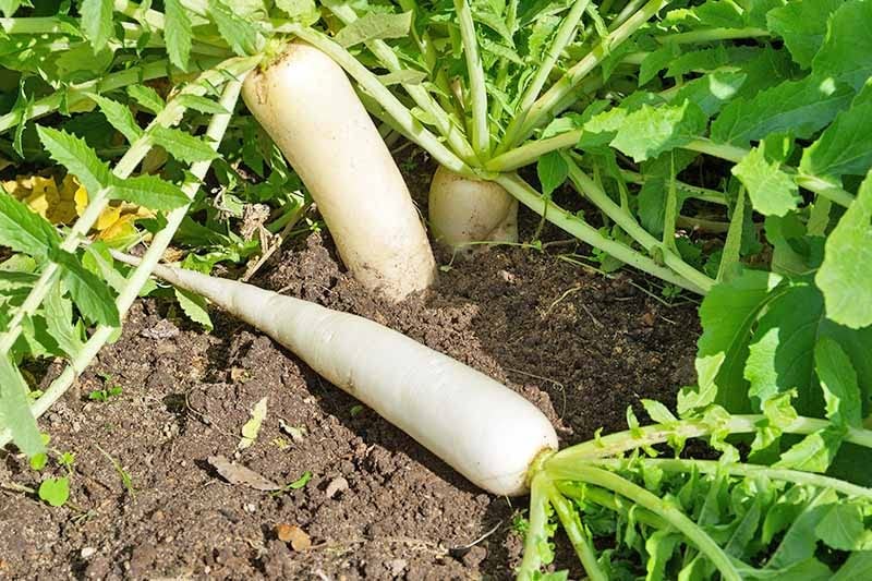 Common Desi Radish Mooli Seeds For Home Kitchen Gardening - 10-image-49