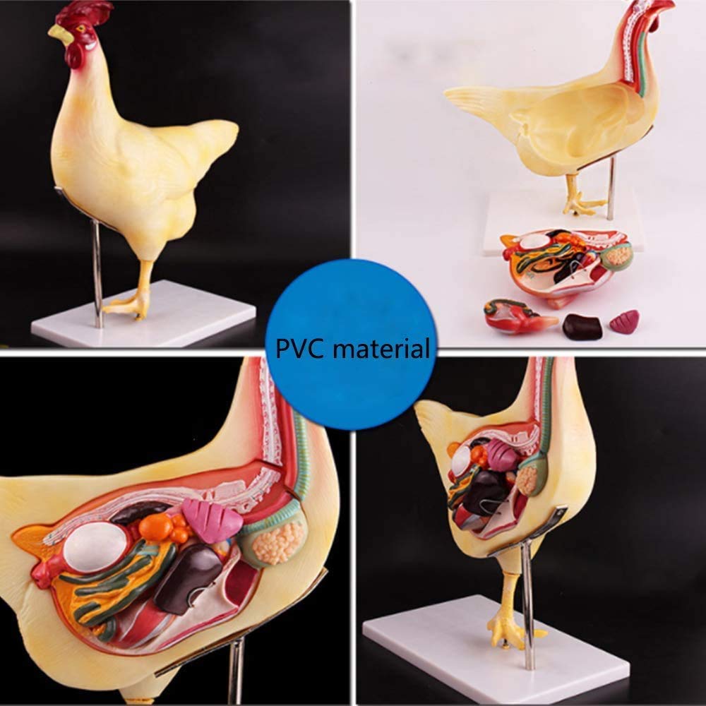 Huhn Tiermodell Anatomie Anatomisches Modell -Abnehmbare Huhn Anatomie Modell - Anzeige Der Medizinische Ausbildung Modell Zu Studieren, 3D-Puzzle