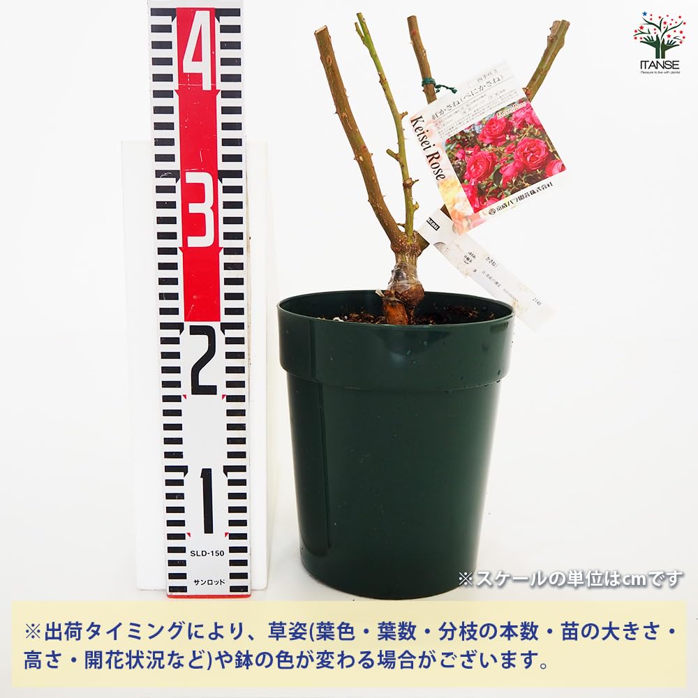 Amazon.co.jp: ITANSE 薔薇の苗 紅かさね 国産接ぎ木苗 6号1個