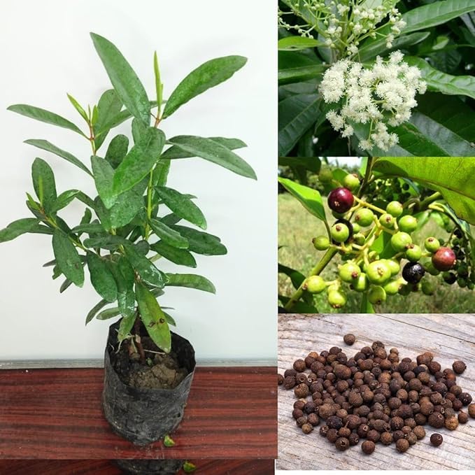 See full amazon price history chart for Cloud Farm All spice Plant Pimenta racemosa Sarva Sughandhi Combined The Flavour of Cinnamon Nutmeg and Cloves Plant Kitchen Garden Plant,CF_09 Cloud Farm All spice Plant Pimenta racemosa Sarva Sughandhi Combined The Flavour of Cinnamon Nutmeg and Cloves Plant Kitchen Garden Plant,CF_09 (B0D5QV6BFC) Amazon Price History, Amazon Price Tracker