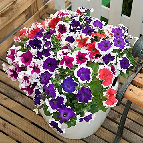 Audbhidhi Petunia Flower Seeds Hybrid Mixed Colors Petunia Double Mix Flower Seeds Petunia Seeds Mix Colour Hybrid Petunia Live Plant Seeds 100% Germination winter Season Flower Seeds pack of 50 seeds (B0BC85C3DL) Amazon Price History, Amazon Price Tracker