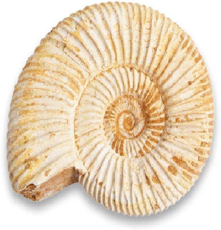 Genuine Fossil Madagascan Ammonite 150 Million Years Old Jurassic Real Fossil 1-1.5" Shell Madagascar Great Gift for Science Education Collection