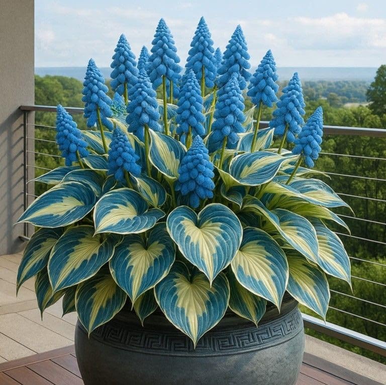 Beautiful Hosta Bulbs UK, Hostas Rhizome for Planting, Hardy Perennial, Excellent Display, Natural Organic-10 Bulbs-E
