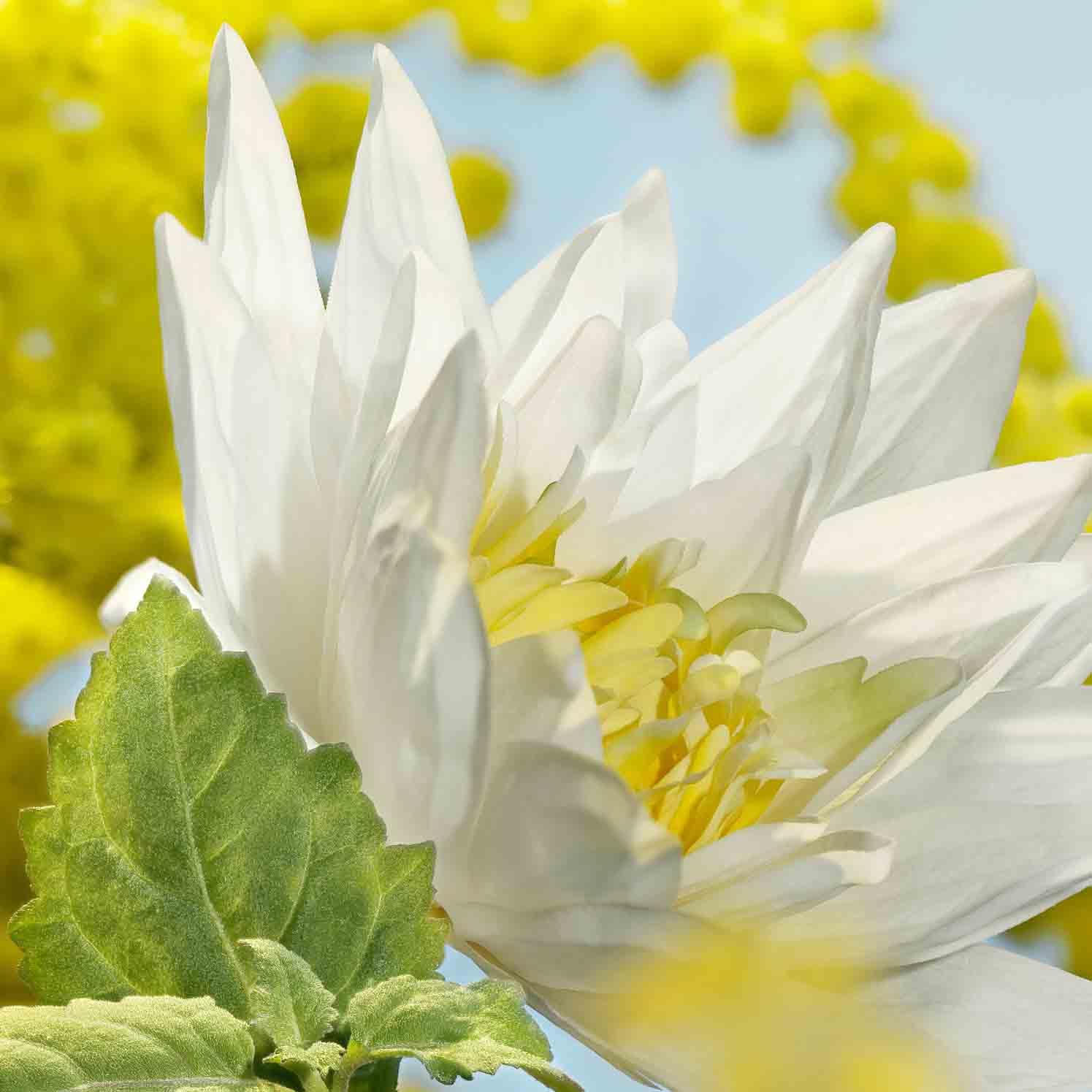 Cacharel Eden Eau de Parfum Donna, Profumo Donna Sensuale, Misterioso e Seducente, Fragranza Floreale, Con Fiore di Loto e Mimosa, A Lunga Durata, Profumo di Lusso per Donna