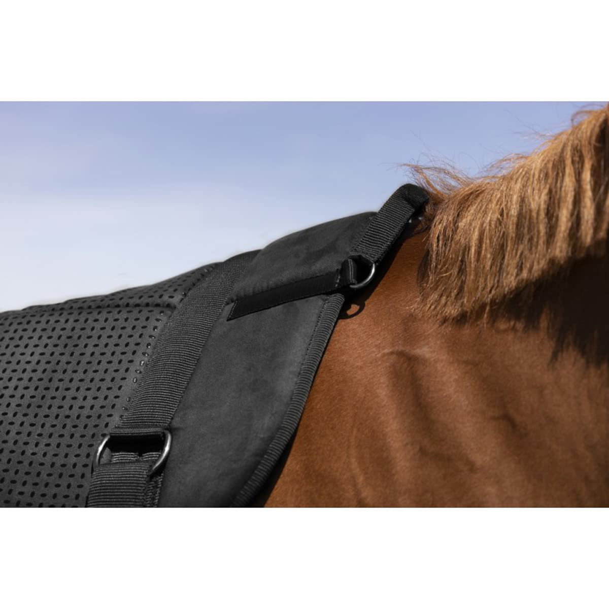 Norton-equestrian