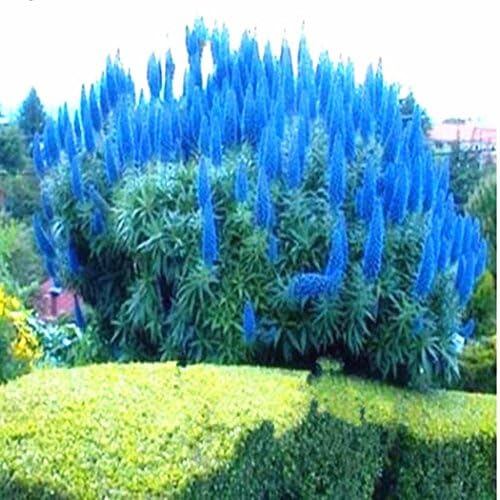 Qenci Seeds - 1200 PCS Pampas Grass Seeds Rare Ornamental Grasses Ornamental Seeds