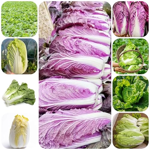 semillas frescas de col china a prueba de invierno hortalizas de invierno hortalizas semillas orgánicas semillas exóticas de fácil cultivo 500pcs