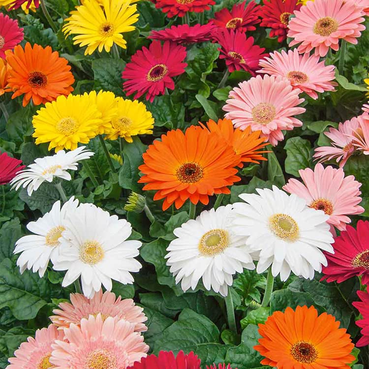 See full amazon price history chart for LIVE GREEN Gerbera Flower Seeds Pack Of 30 Seeds, Multicolour, (GER0066) LIVE GREEN Gerbera Flower Seeds Pack Of 30 Seeds, Multicolour, (GER0066) (B09RMHZ88B) Amazon Price History, Amazon Price Tracker