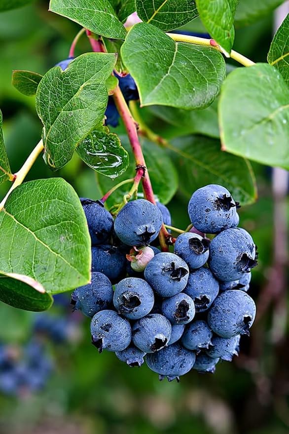 Plantopia Rare Imported live Blueberry fruit Plant - pack of 1 plant,PP_T01 (B0D8VNJ5ND) Amazon Price History, Amazon Price Tracker