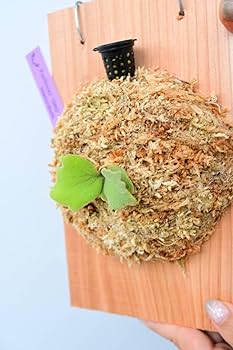 Amazon.co.jp: P.willinckii 'OMG' spored② @bikamori.com