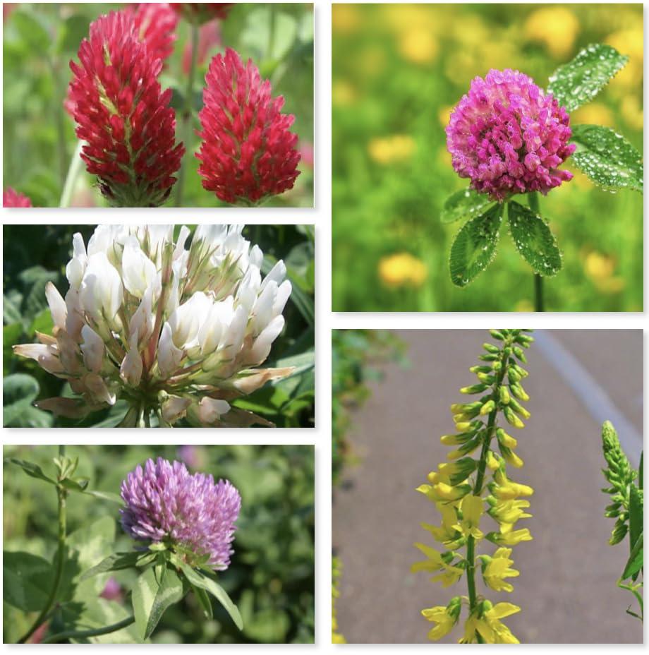 Clovers Seeds Flower Mix of 5 Types Fast and Easy Grow bee Gardening Farm Wild Flower Red Yellow White Clover in one Mix (10g)