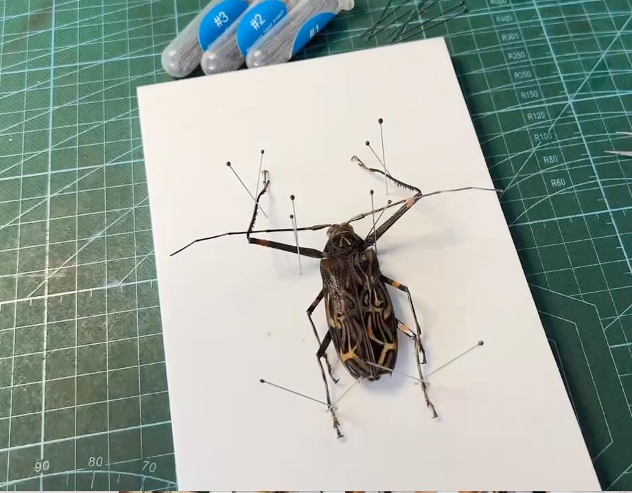 Image of EVA Foam Insect Pinning Board - Pose Insects Specimen Mounting Board for School Lab Science Entomology Education Project /Bugs Collection (L Size, 1PACK)